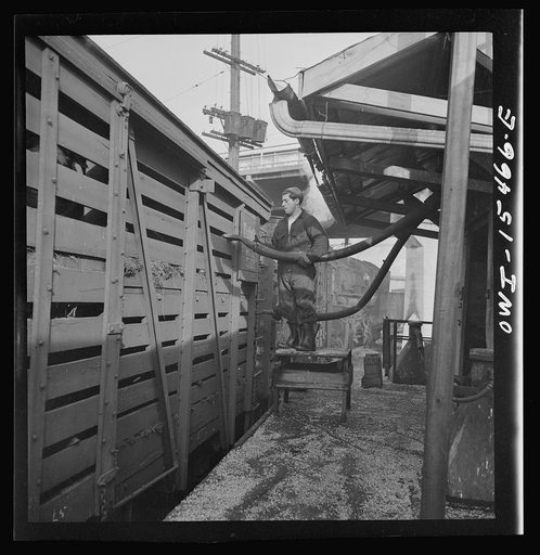 Calumet City, Illinois. Feeding hogs at the Calumet Park stockyards. The feed is sprayed into the car through a hose