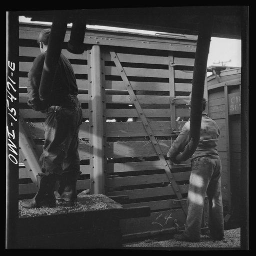 Untitled photo, possibly related to: Calumet City, Illinois. Feeding hogs at the Calumet Park stockyards. The feed is sprayed into the car through a hose