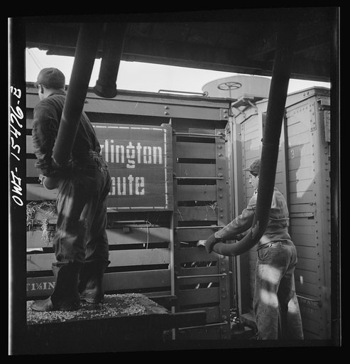 Calumet City, Illinois. Feeding hogs at the Calumet Park stockyards. The feed is sprayed into the car through a hose
