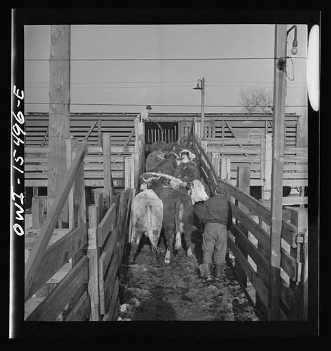 Untitled photo, possibly related to: Calumet City, Illinois. Loading cattle at Calumet Park stockyards