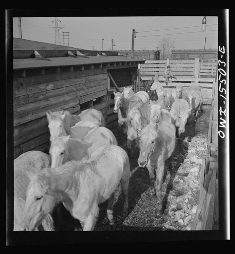 Untitled photo, possibly related to: Calumet City, Illinois. Unloading horses at the Calumet Park stockyards
