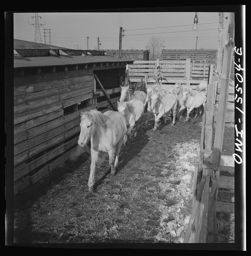Calumet City, Illinois. Unloading horses at the Calumet Park stockyards