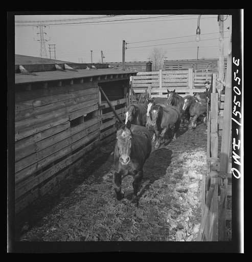 Calumet City, Illinois. Unloading horses at the Calumet Park stockyards