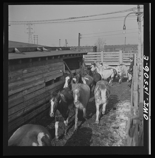 Untitled photo, possibly related to: Calumet City, Illinois. Unloading horses at the Calumet Park stockyards