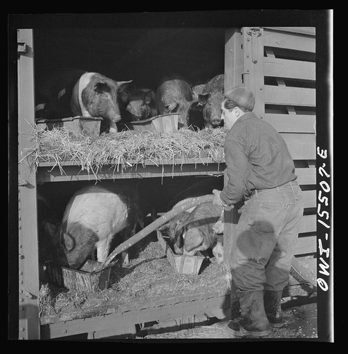 Untitled photo, possibly related to: Calumet City, Illinois. Watering hogs at the Calumet Park stockyards