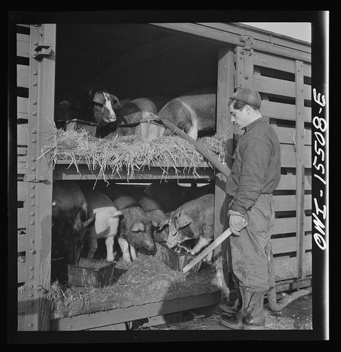 Calumet City, Illinois. Watering hogs at the Calumet Park stockyards