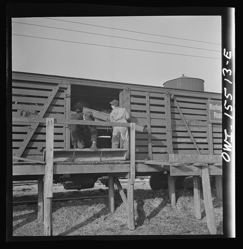 Untitled photo, possibly related to: Calumet City, Illinois. A stock train at the Calumet Park stockyards