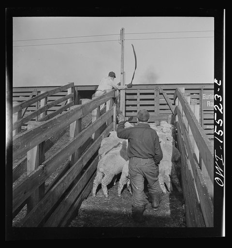 Calumet City, Illinois. Loading sheep at the Calumet Park stockyards