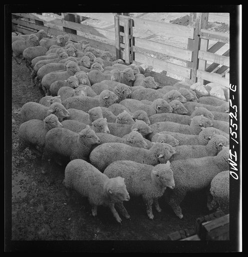 Calumet City, Illinois. Loading sheep at the Calumet Park stockyards