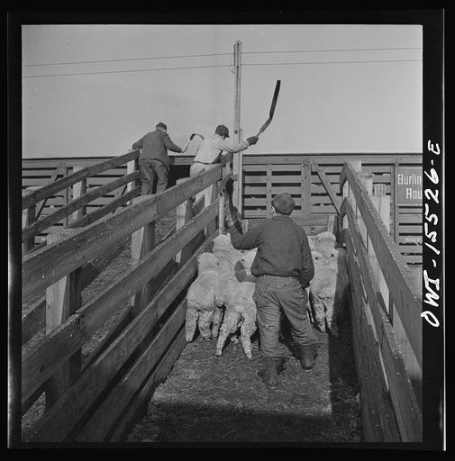 Untitled photo, possibly related to: Calumet City, Illinois. Loading sheep at the Calumet Park stockyards