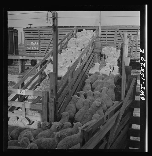Calumet City, Illinois. Loading sheep at the Calumet Park stockyards