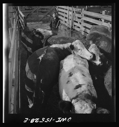 Untitled photo, possibly related to: Calumet City, Illinois. Loading cattle at the Calumet Park stockyards