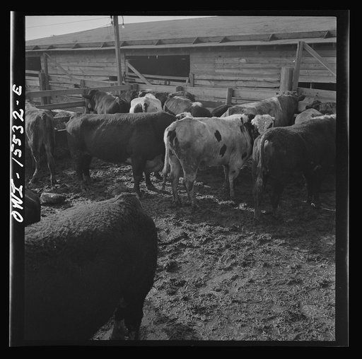 Untitled photo, possibly related to: Calumet City, Illinois. Loading cattle at the Calumet Park stockyards