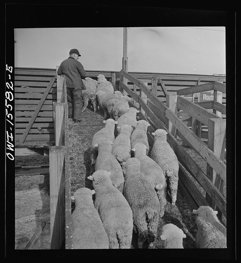 Calumet City, Illinois. Loading sheep at the Calumet Park stockyards