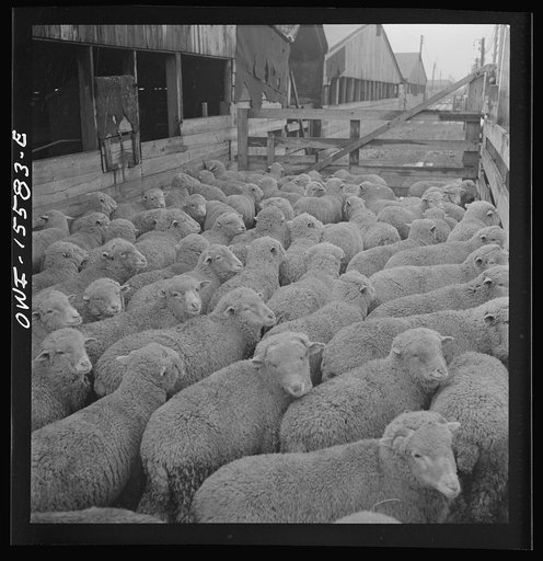 Calumet City, Illinois. Loading sheep at the Calumet Park stockyards