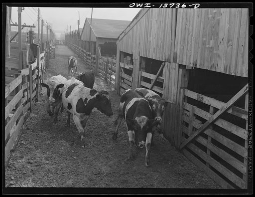 Untitled photo, possibly related to: Calumet City, Illinois. Unloading cattle at the Calumet Park yards