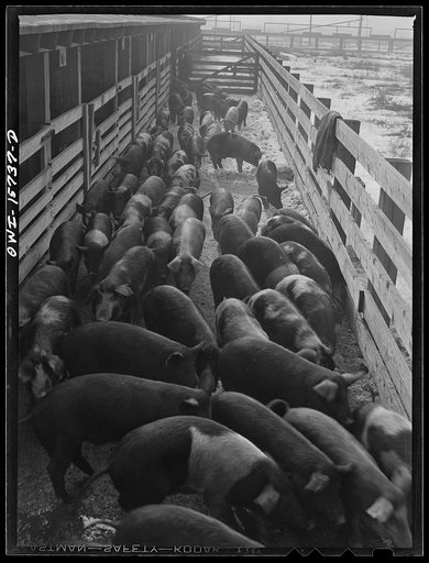 Calumet City, Illinois. Hogs being driven toward the loading platform at the Calumet Park stockyards