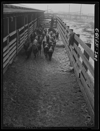 Untitled photo, possibly related to: Calumet City, Illinois. Hogs being driven toward the loading platform at the Calumet Park stockyards