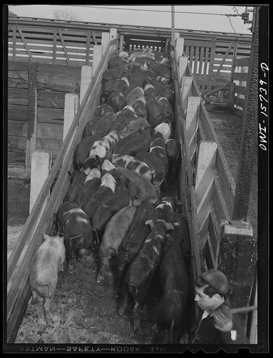 Calumet City, Illinois. Loading hogs at the Calumet Park stockyards