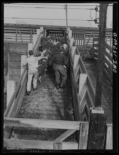 Untitled photo, possibly related to: Calumet City, Illinois. Hogs being driven toward the loading platform at the Calumet Park stockyards