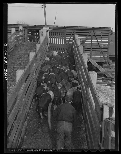 Calumet City. Illinois. Loading hogs at the Calumet Park stockyards