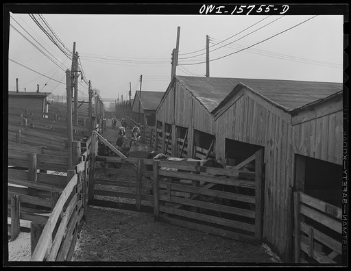 Untitled photo, possibly related to: Calumet City, Illinois. Unloading cattle at the Calumet Park yards