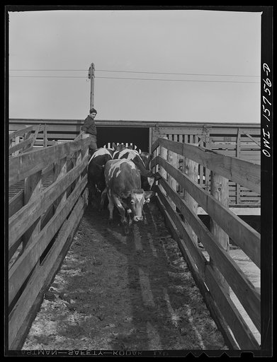 Untitled photo, possibly related to: Calumet City, Illinois. Unloading cattle at the Calumet Park yards