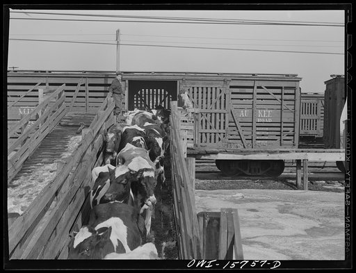 Calumet City, Illinois. Unloading cattle at the Calumet Park yards