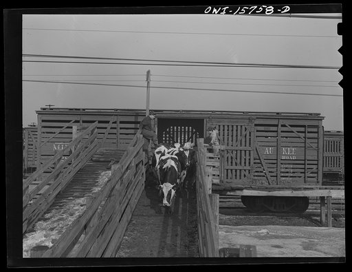 Untitled photo, possibly related to: Calumet City, Illinois. Unloading cattle at the Calumet Park yards