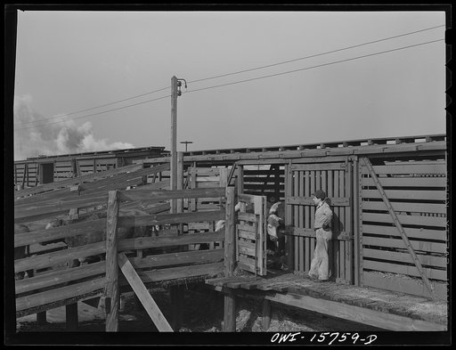 Untitled photo, possibly related to: Calumet City, Illinois. Unloading cattle at the Calumet Park yards
