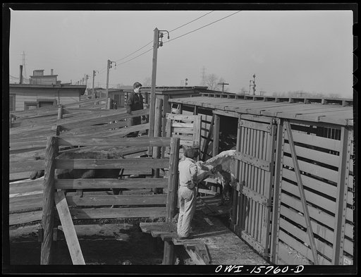 Untitled photo, possibly related to: Calumet City, Illinois. Unloading cattle at the Calumet Park yards