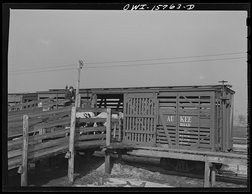 Untitled photo, possibly related to: Calumet City, Illinois. Unloading cattle at the Calumet Park yards