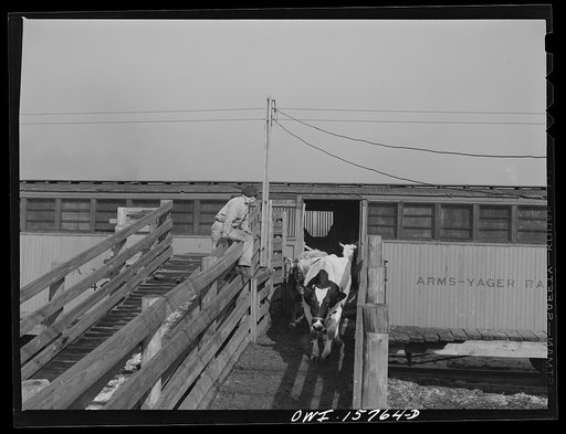 Calumet City, Illinois. Unloading dairy cattle at the Calumet Park stockyards