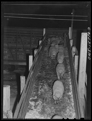 Calumet City, Illinois. Unloading sheep at the Calumet Park stockyards
