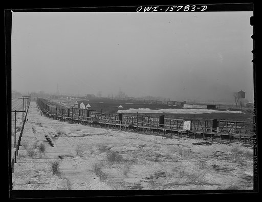 Untitled photo, possibly related to: Calumet City, Illinois. A stock train at the hog watering and feeding platform at the Calumet Park stockyards