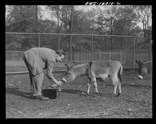 Detroit, Michigan. Dwarf donkey in the zoo