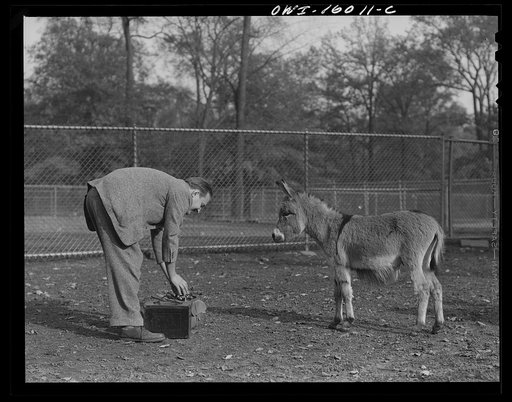 Untitled photo, possibly related to: Detroit, Michigan. Dwarf donkey in the zoo