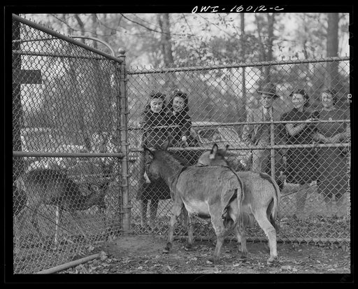 Detroit, Michigan. Dwarf donkey in the zoo and spectators