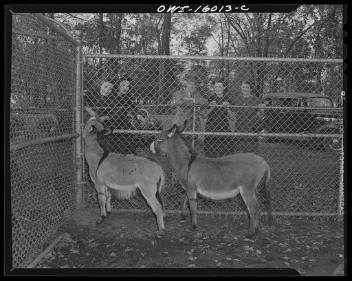 Untitled photo, possibly related to: Detroit, Michigan. Dwarf donkey in the zoo and spectators