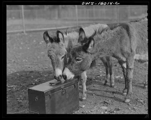 Detroit, Michigan. Dwarf burros