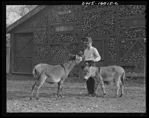 Detroit, Michigan. Dwarf burros and trainer