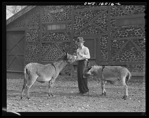 Untitled photo, possibly related to: Detroit, Michigan. Dwarf burros and trainer