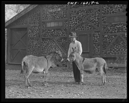 Untitled photo, possibly related to: Detroit, Michigan. Dwarf burros and trainer