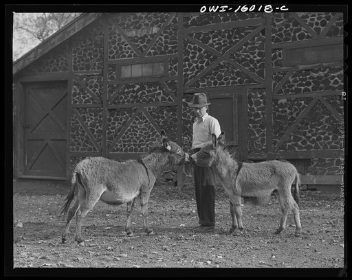 Untitled photo, possibly related to: Detroit, Michigan. Dwarf burros and trainer