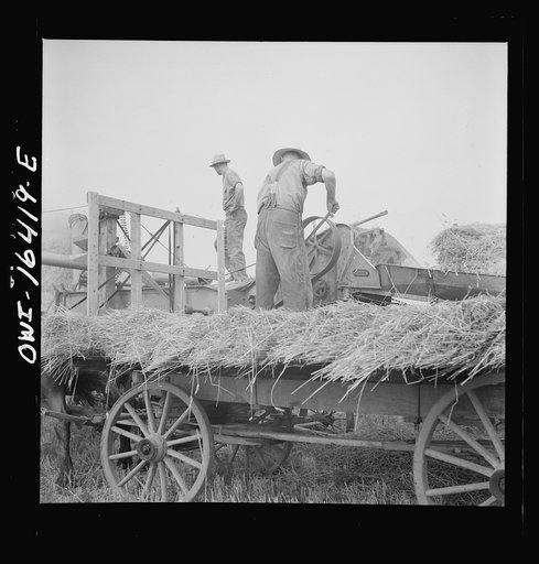 Untitled photo, possibly related to: Jackson, Michigan. Pitching hay