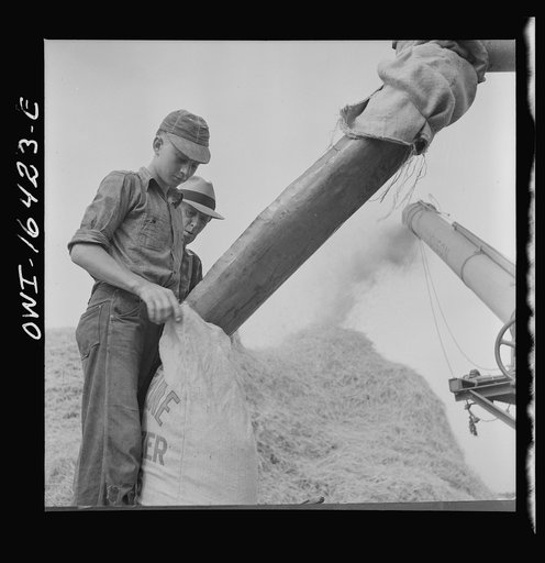 Jackson, Michigan. Bagging the wheat