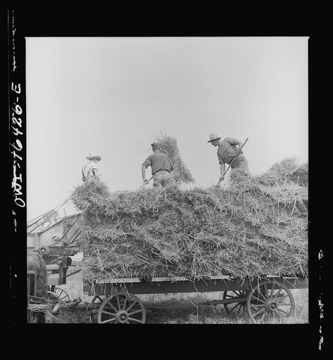 Jackson, Michigan. Pitching hay