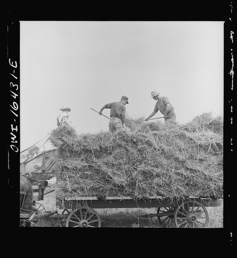 Jackson (vicinity), Michigan. Pitching hay.