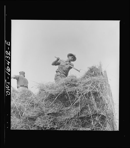 Jackson, Michigan. Pitching hay