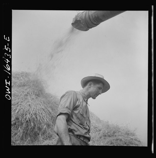 Untitled photo, possibly related to: Jackson, Michigan. Threshing machine throwing chaff
